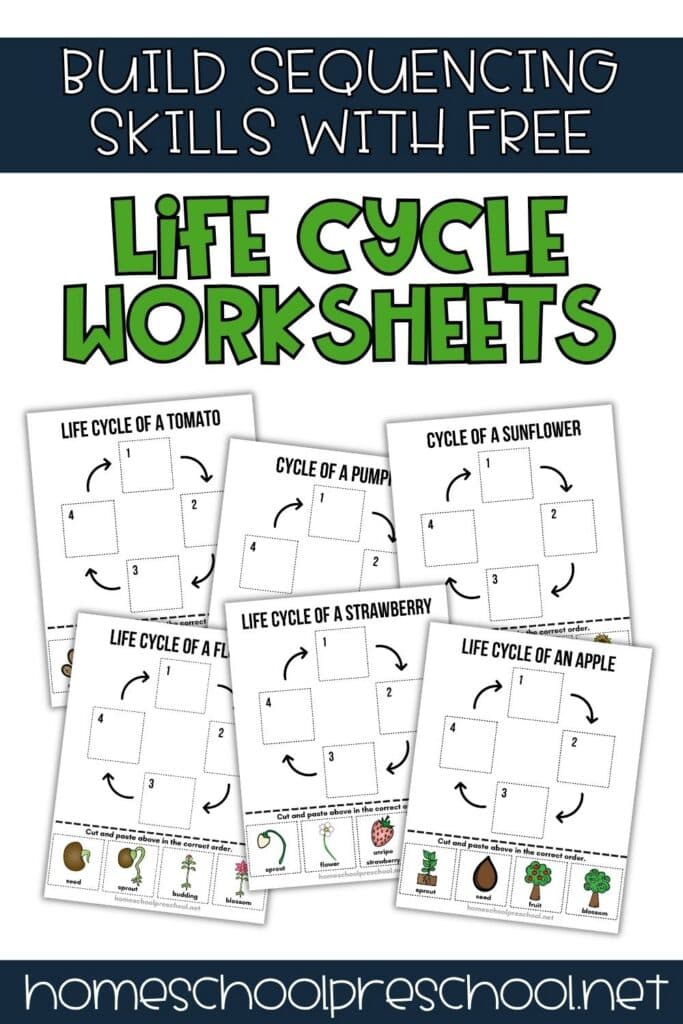 Build sequencing skills with free life cycle worksheets featuring tomato, sunflower, pumpkin, strawberry, and apple life cycle cut and paste activities for preschoolers.