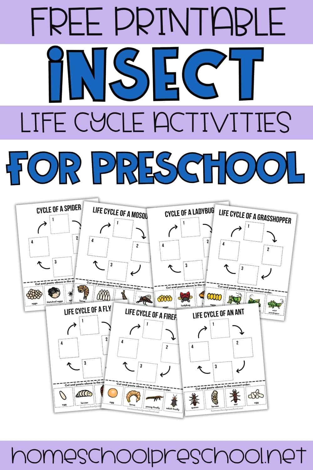 Insect Life Cycle Worksheets for Preschoolers