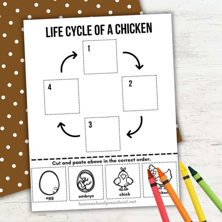 Life Cycle of a Chicken Worksheet for Preschool (Free Printable)