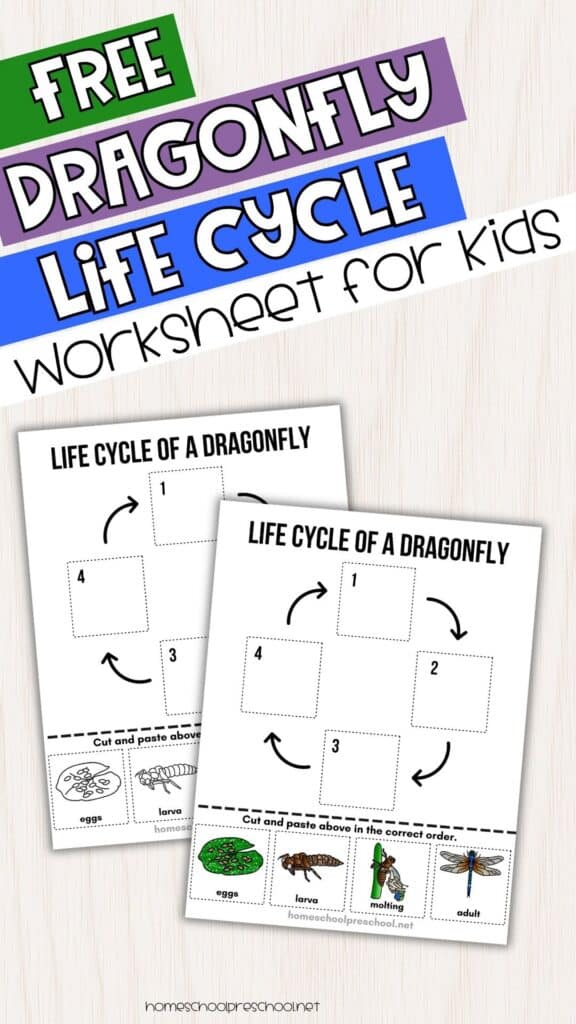 Free dragonfly life cycle worksheet for kids with cut and paste activity showing eggs, larva, molting, and adult stages in a simple sequencing layout.