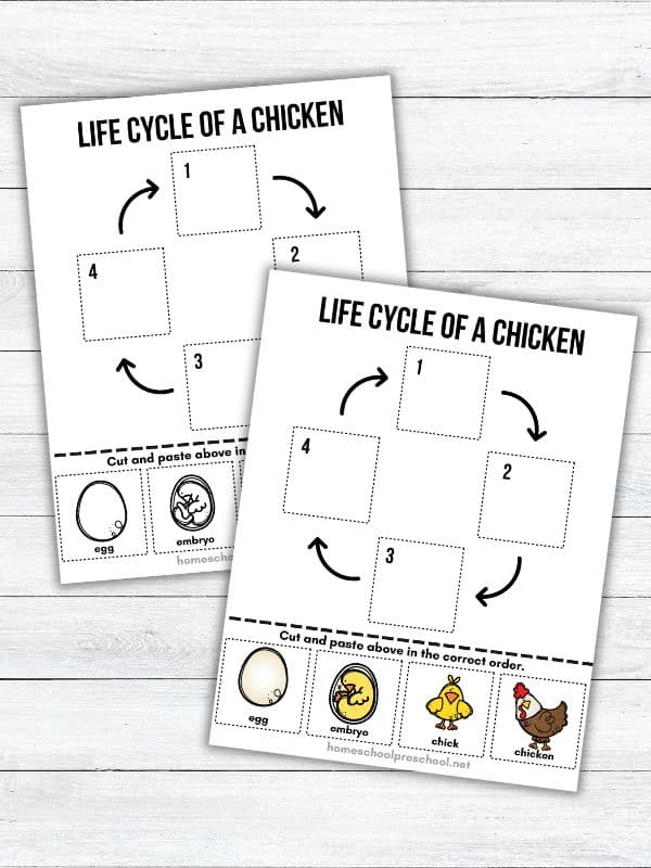 Life Cycle of a Chicken Worksheet