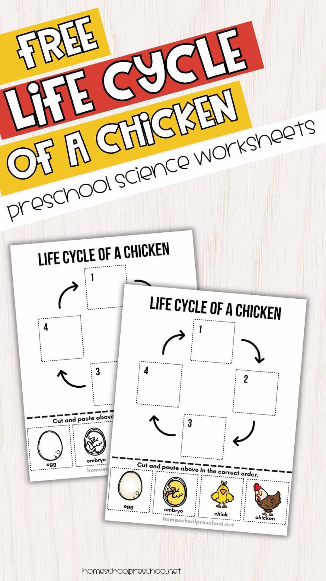 Life Cycle of a Chicken Worksheet for Preschool (Free Printable)