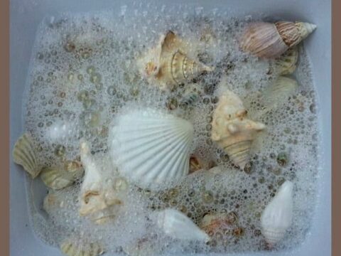 Image for Washing Seashell Sensory Activity
