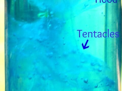 Image for Jellyfish Sensory Bottle