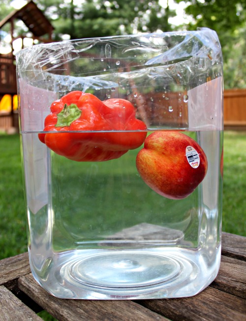 Image for Floating Fruits & Vegetables Science Experiment