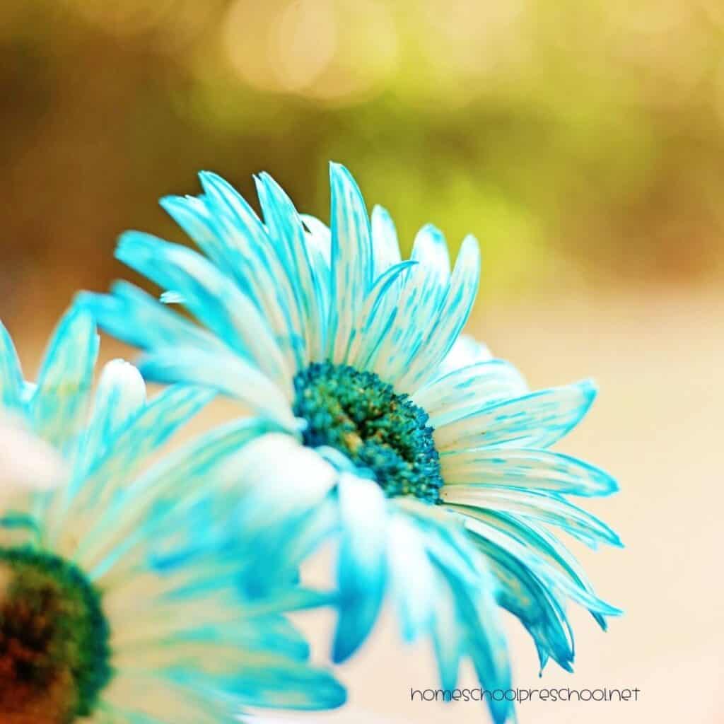 Close-up of a white daisy with petals turning blue after absorbing colored water during a color changing flowers science experiment.