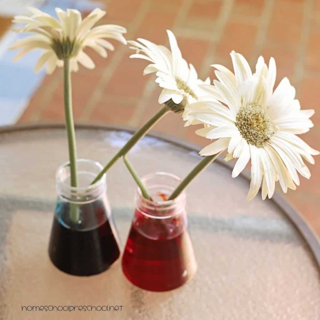 White daisies placed in jars of red and blue colored water before the petals begin changing color during a flower science experiment.