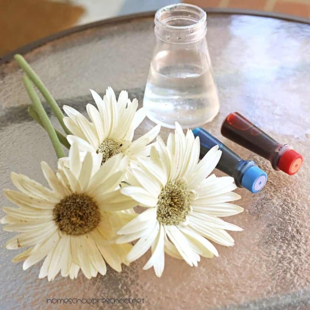 Supplies for a patriotic color changing flowers experiment, including white daisies, a jar of water, and red and blue food coloring on a glass table.