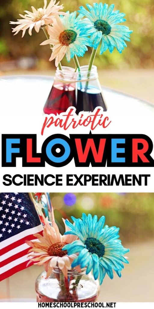 Pinterest graphic for a patriotic flower science experiment featuring flowers changing color from red and blue dyed water.