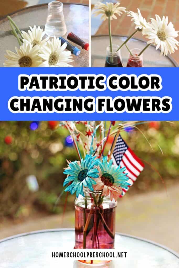Patriotic color changing flowers science experiment showing white daisies in red and blue colored water before and after the petals turn red and blue.