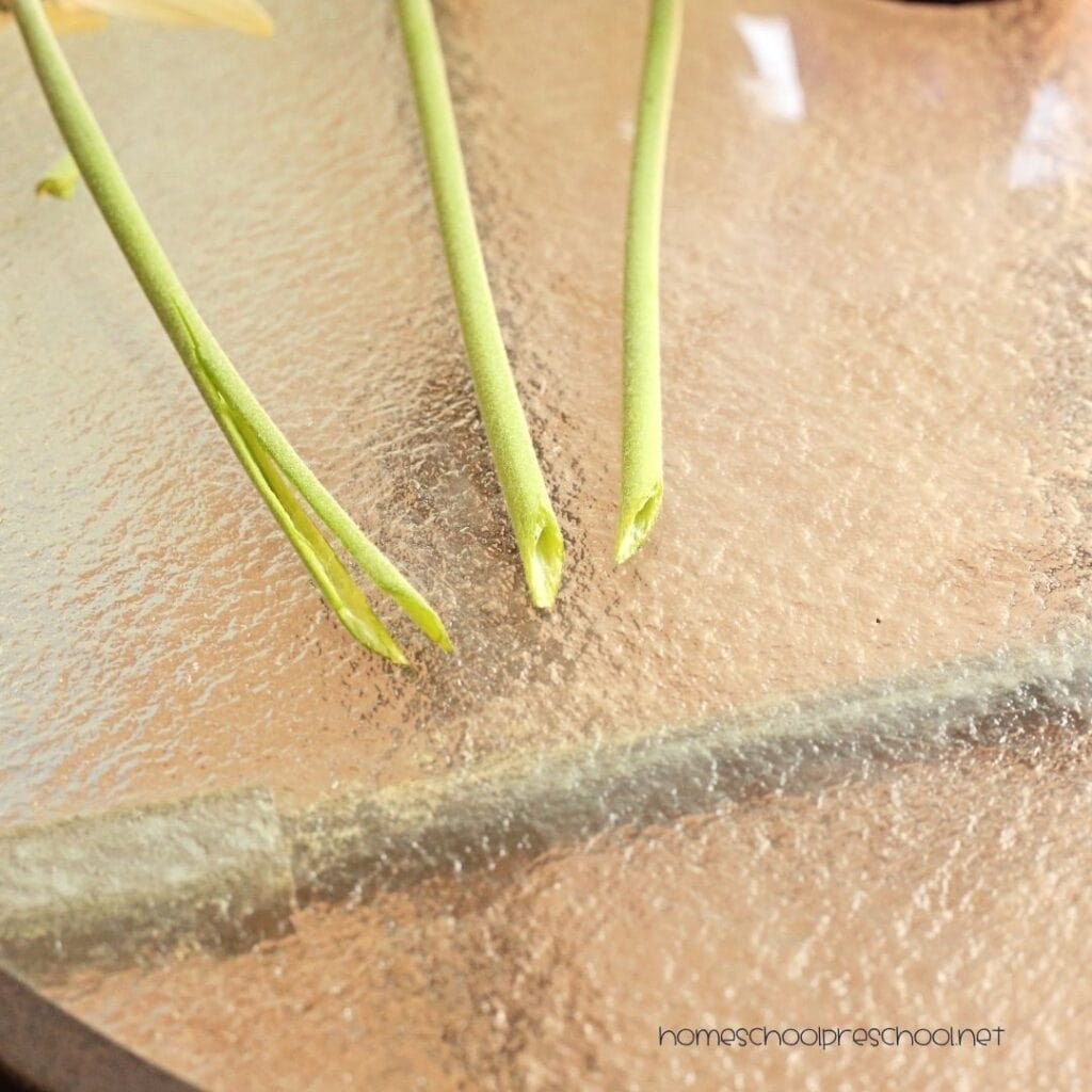 Close-up of flower stems cut at an angle and one stem split down the middle for a color changing flowers science experiment.