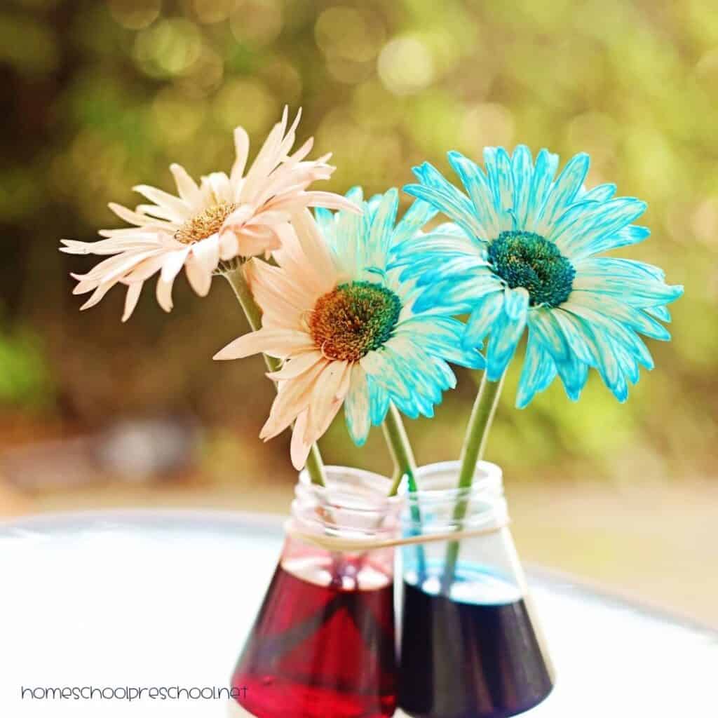 White daisies with petals tinted red and blue after absorbing colored water in a patriotic color changing flowers science experiment.