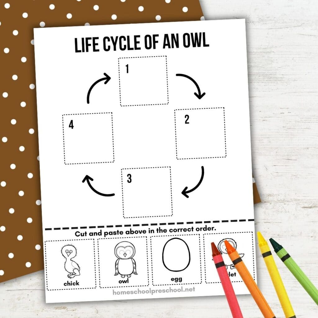 Black-and-white owl life cycle worksheet for preschoolers with cut-and-paste sequencing pictures and crayons.