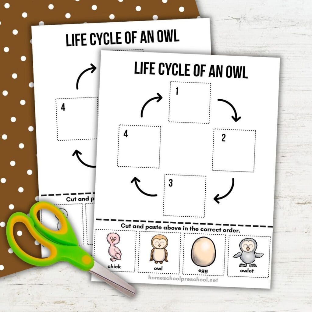 Color and black-and-white owl life cycle worksheets for preschoolers with cut-and-paste pictures and child-safe scissors.
