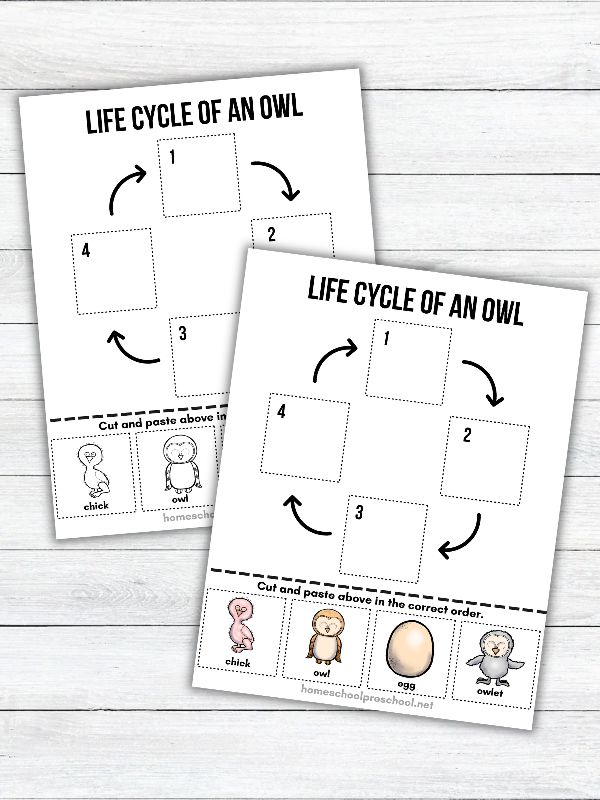 Color and black-and-white owl life cycle printable worksheets for preschoolers with four stages to cut, sequence, and paste.