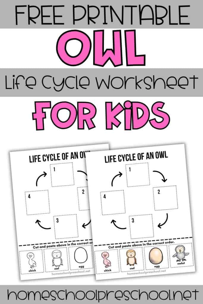 Free owl life cycle worksheet for preschoolers with color and black-and-white cut-and-paste sequencing activities.