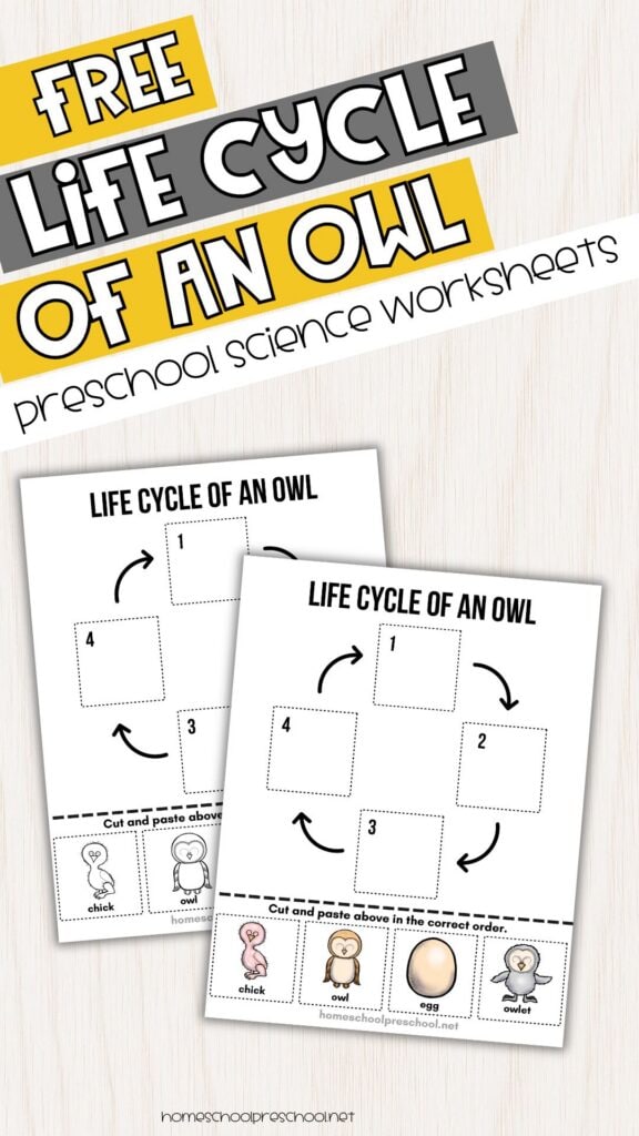 Free owl life cycle preschool science worksheets with color and black-and-white cut-and-paste sequencing activities.