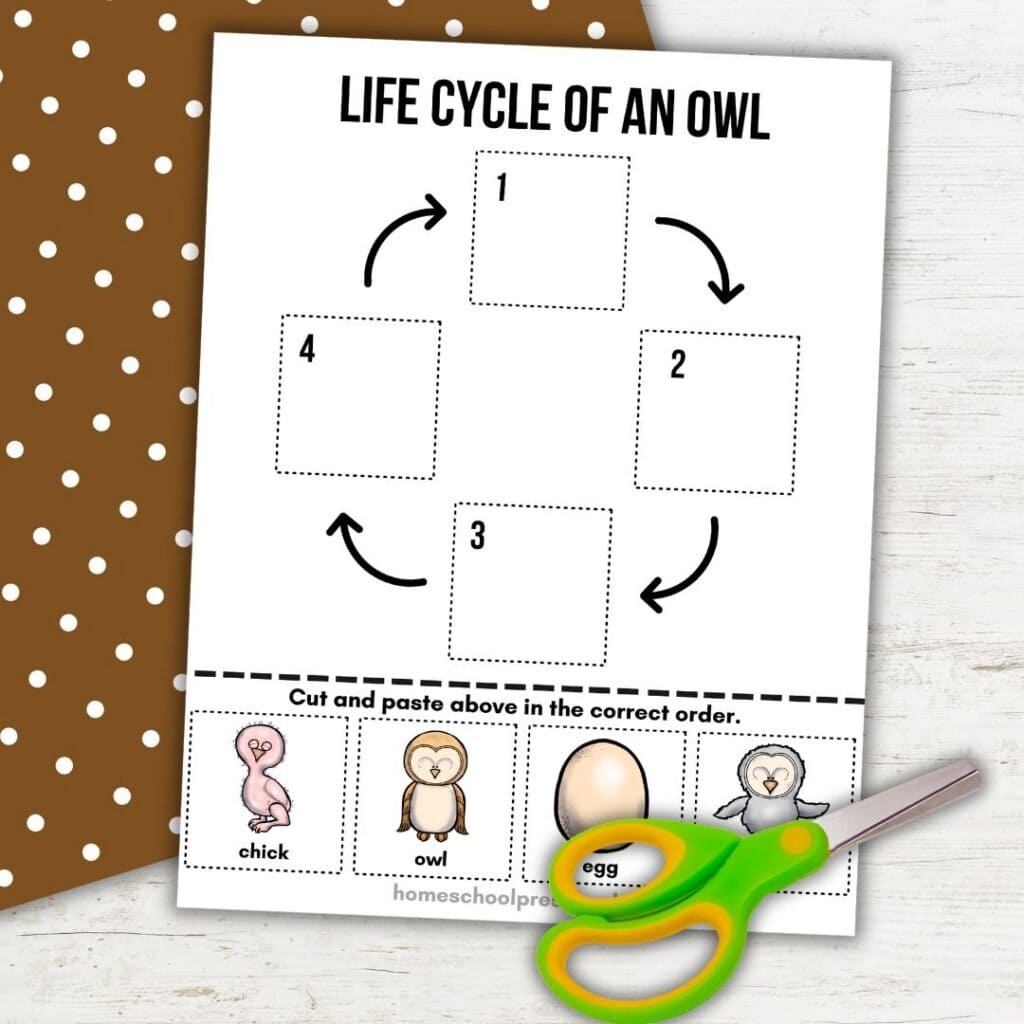 Color owl life cycle worksheet for preschoolers with egg, chick, owlet, and adult owl pictures ready to cut and sequence.