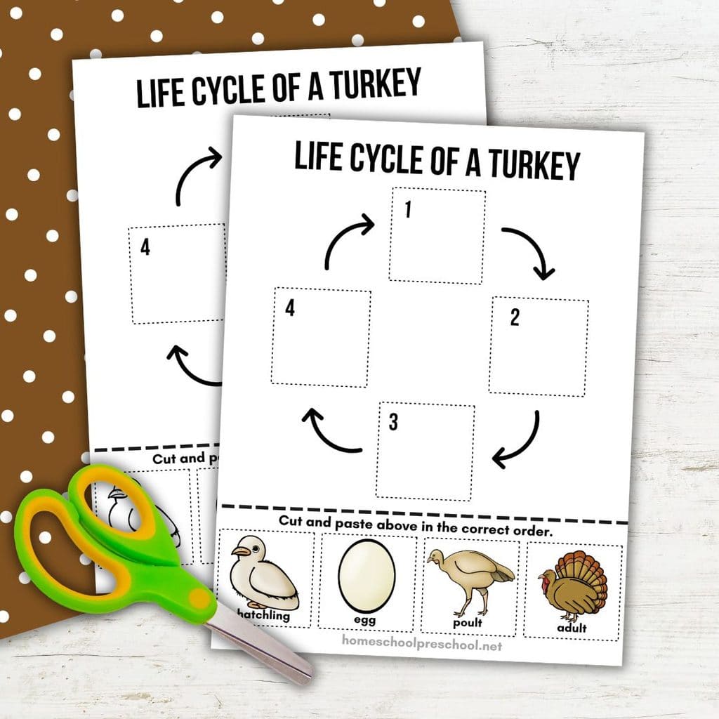 Turkey life cycle cut-and-paste worksheets for preschoolers, featuring egg, hatchling, poult, and adult stages with numbered sequencing boxes and scissors.
