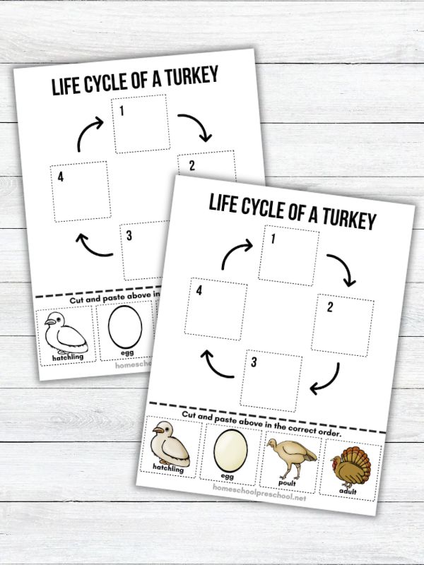 Color and black-and-white turkey life cycle worksheets for preschoolers with cut-and-paste pictures of the egg, hatchling, poult, and adult stages.