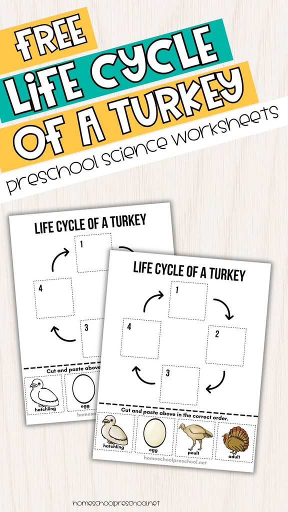 Free turkey life cycle worksheets for preschoolers, featuring color and black-and-white cut-and-paste activities with four stages of turkey growth.