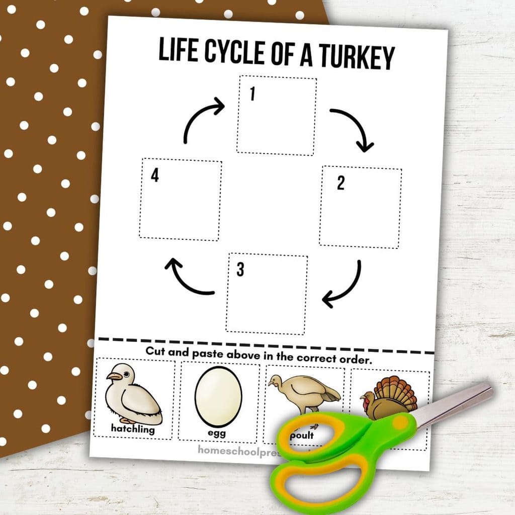 Color turkey life cycle cut-and-paste worksheet for preschoolers, featuring egg, hatchling, poult, and adult stages with numbered sequencing boxes and scissors.