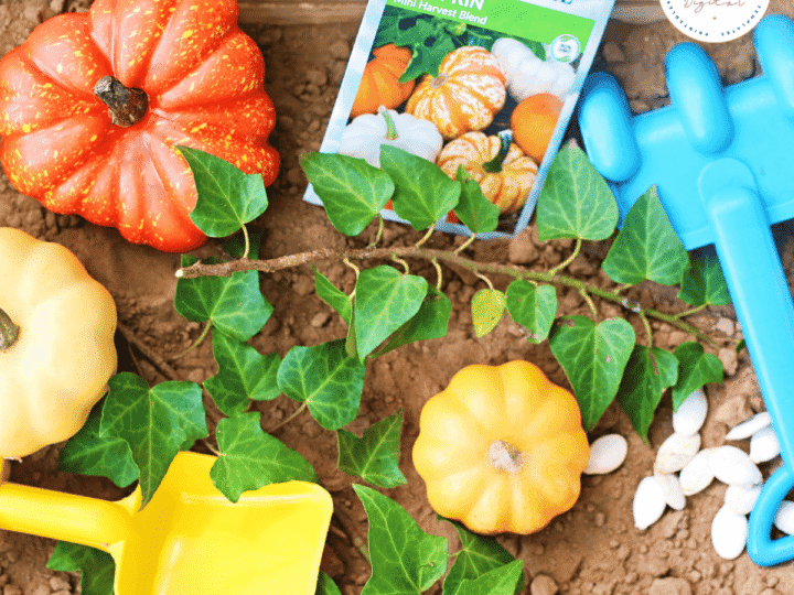 Image for Pumpkin Patch Gardening Sensory Bin